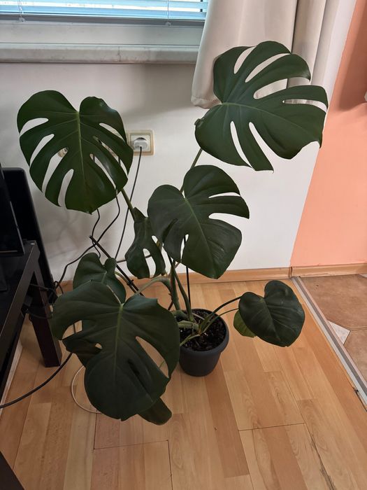 Monstera deliciosa в саксия