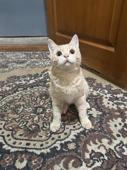 Котенок 5 месяцев