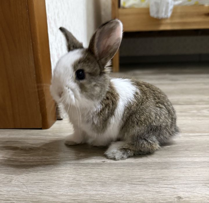 Декоративный кролик