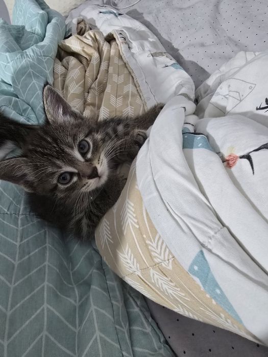 Отдам котёнка в добрые руки