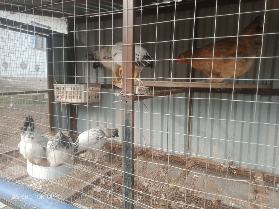 Сулы тауықтар сатылады