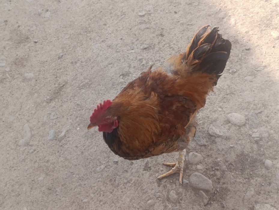 Продам 2 кучинских петухов