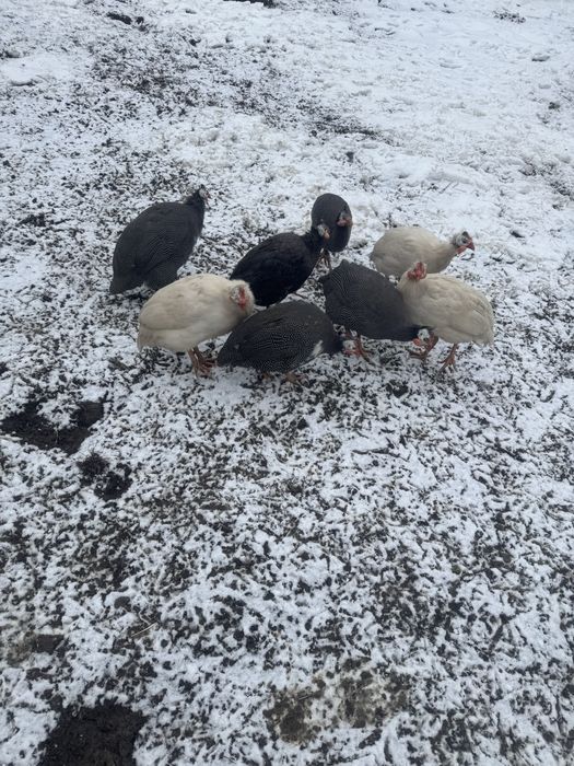 Vand dau schimb mascul bibilica indigo