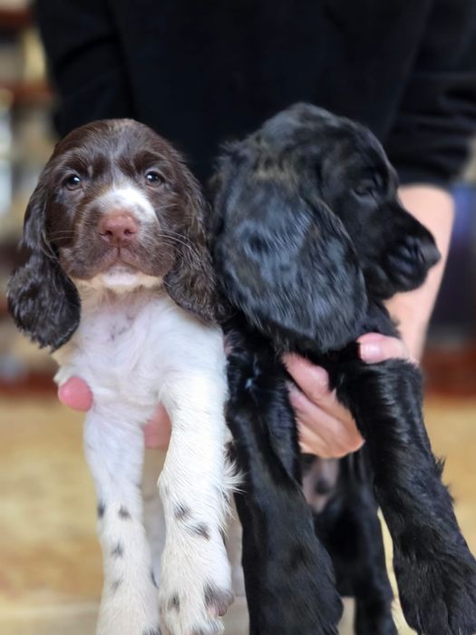 Продам щенков русского спаниеля