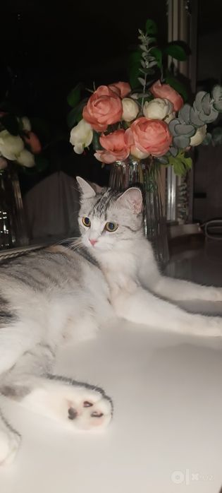 Котята скотиш страйт