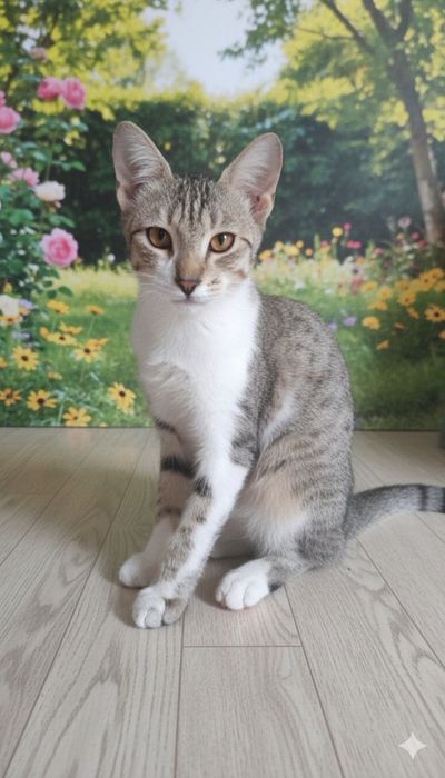 Котенок ищет дом