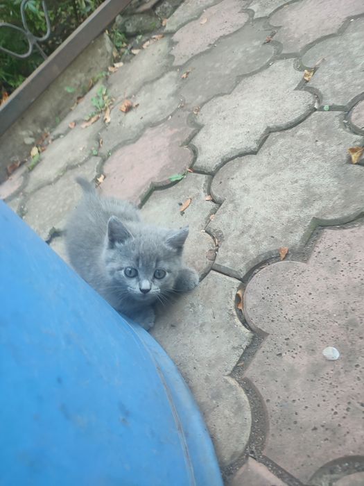Отдадим красивых котиков