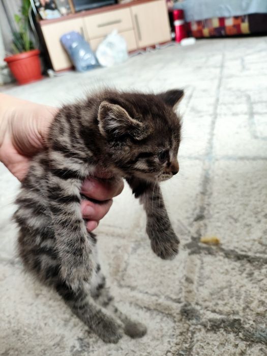 Отдам котят в добрые руки