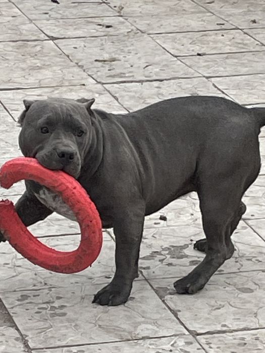 Американский булли