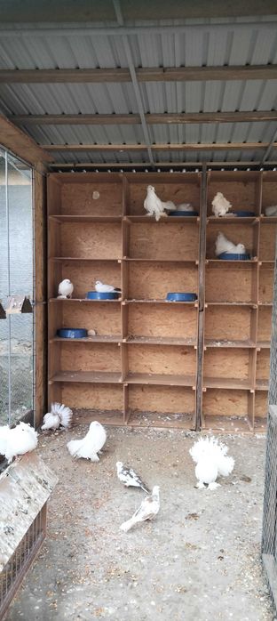 Perusi nimfe si porumbei