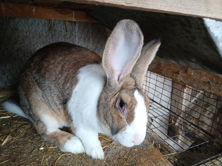 Masculi hycole francezi de vânzare.