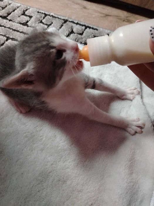 Котета търсят дом