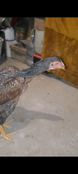 Дакан, бойцовский. Шамо