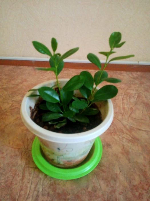 Продам фикус подрастающий