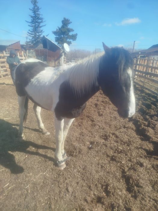 Сельхоз.животные