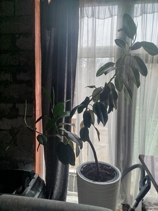 Фикус 1.5 м продам