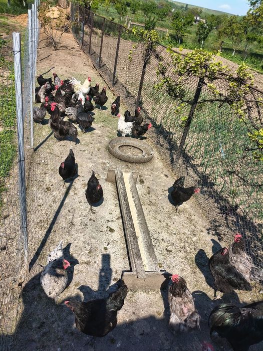 Cocoși Australorp