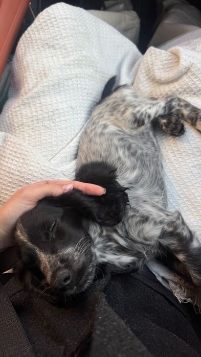 Пропал щенок спаниеля