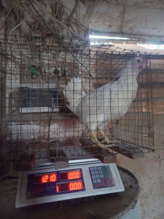 Несушка ломан сенди tuxum yoʻnnalishidagi firma oq  tovuqlari sotiladi