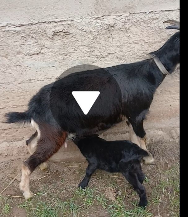 Альпийский сангу ешкі сатылады