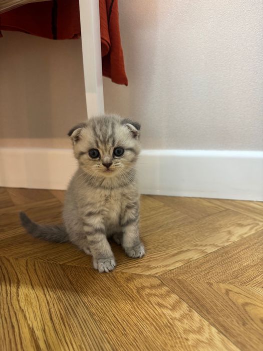 Вислоухий котенок скоттиш фолд