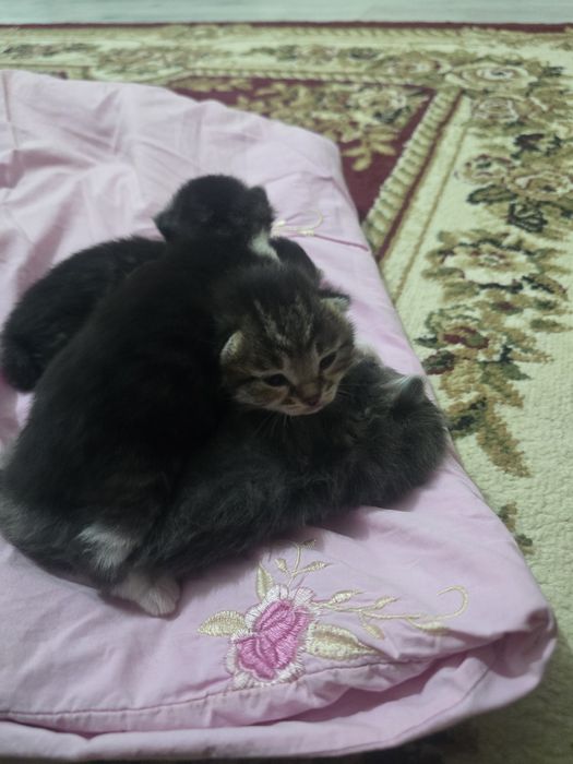Отдам котят в хорошие руки