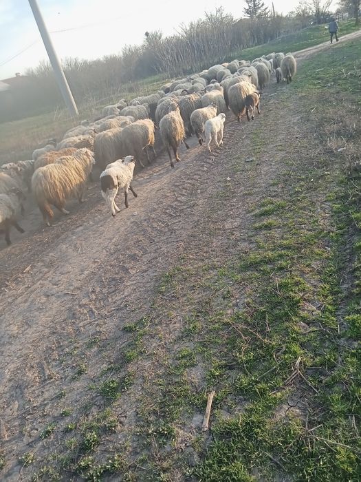 Oi fătate și grstante