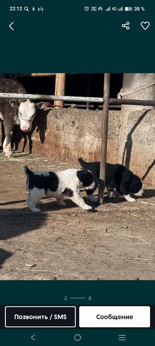 Алабай күшіктер сатылады