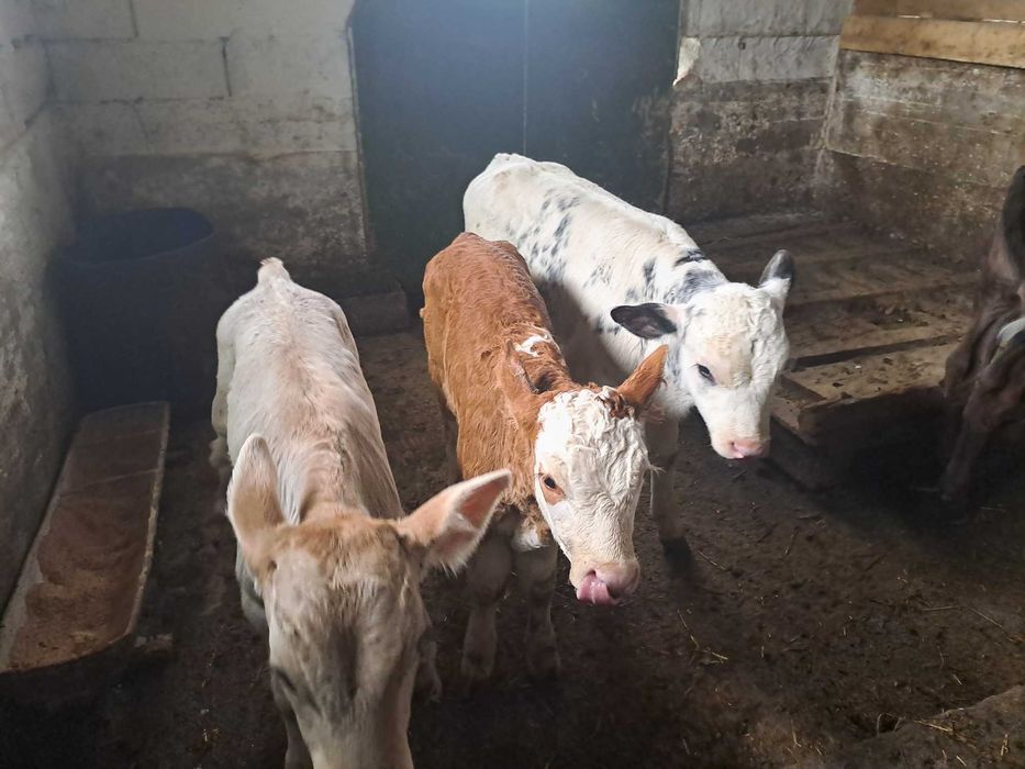Vând 6viței , 4taurasi si 2 vitele