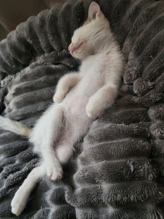 Adoptie Motanel 8 saptamani