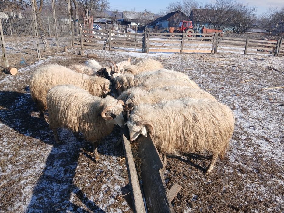 Oi si doua capre de vanzare