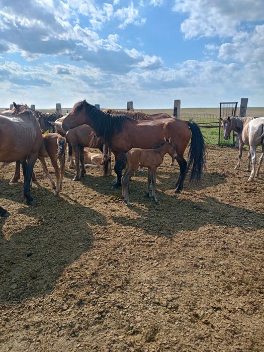 Продам кобылу с жеребенком