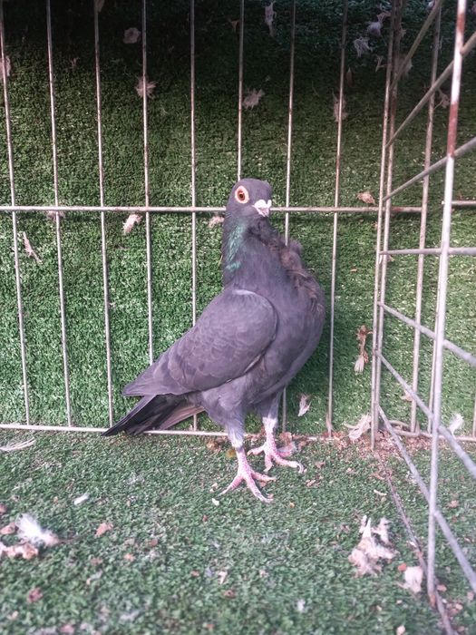 porumbei figurita valenciana