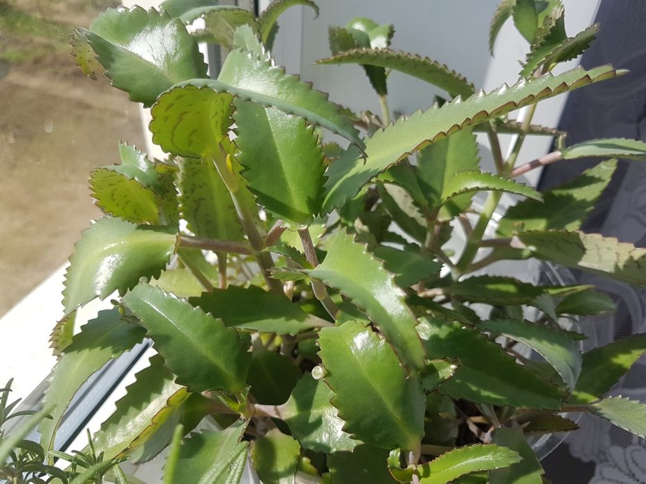 Продам лечебное каланхое.