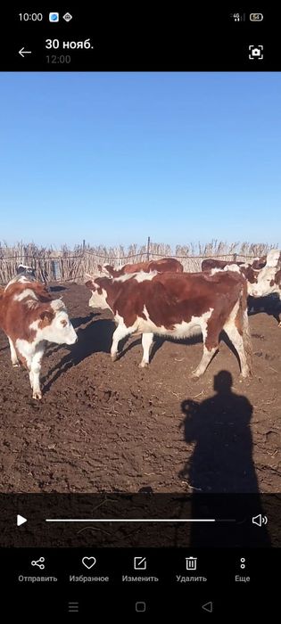 Коровы с телятами