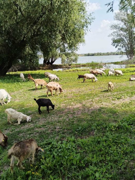 Продаются дойные козы и козлята. На выбор.