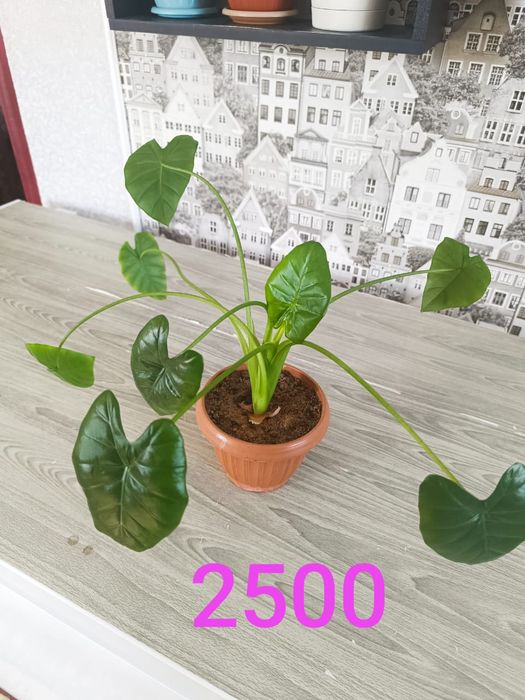 Продам недорого цветы