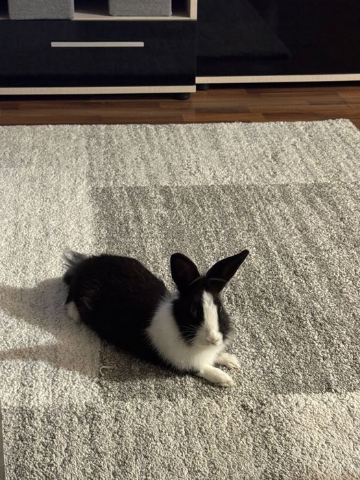 Iepure pitic cu cusca de vanzare