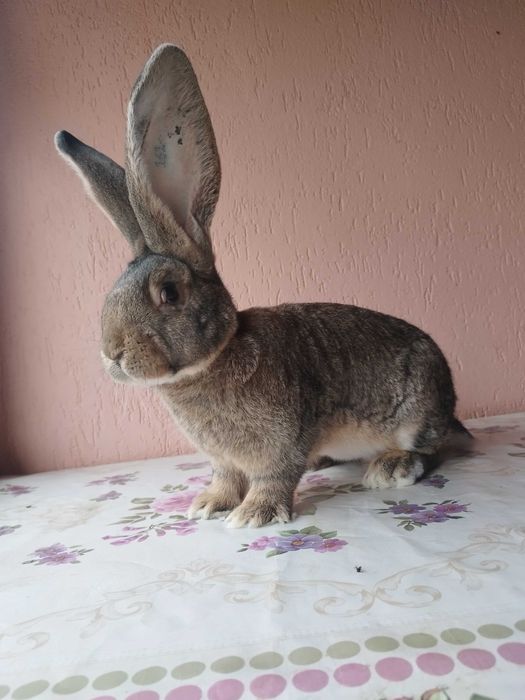 Mascul uriaș german gri