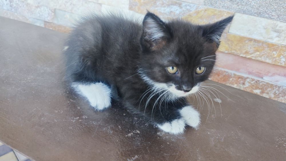 Продаются котята, Mushukchalar sotiladi