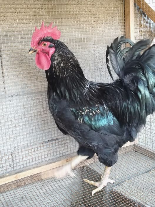 Продам крупных  петухов