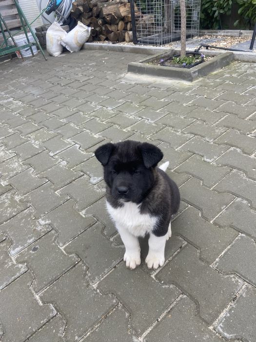 Американска акита