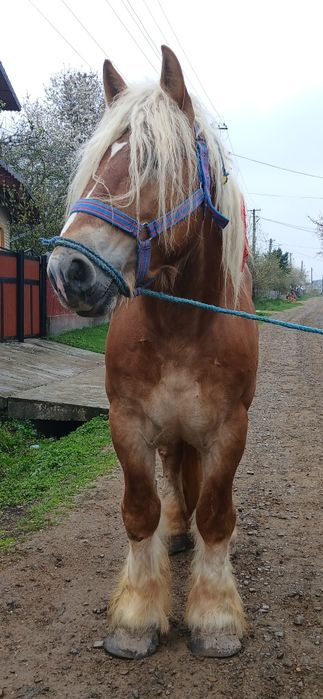 Armasar blând 4 ani