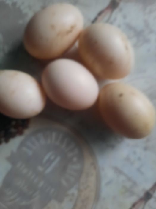 Ouă de gâscă și de rață