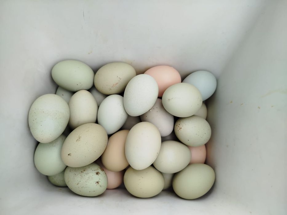 Яйца домашние цветные
