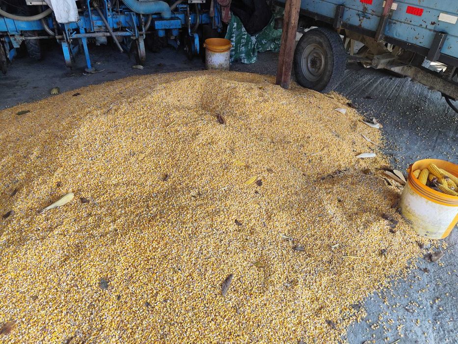 Porumb boabe de vanzare-calitate superioară