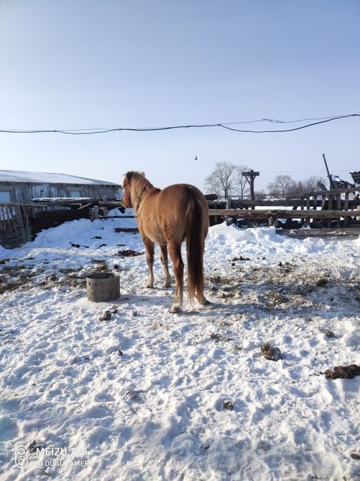 Продам лошадь мерин