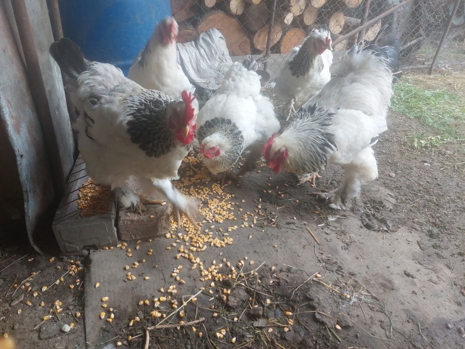 Vând găini rasa Brahma ,un cucoș și patru găini (foarte frumoase )