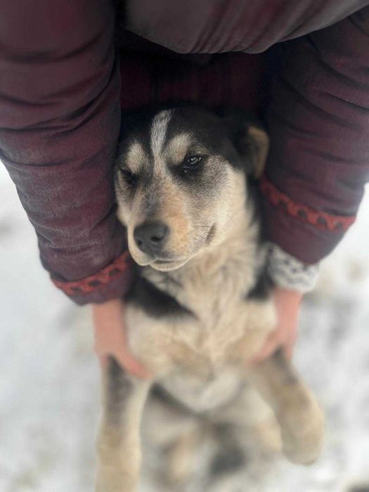 Щенок в добрые руки, девочка