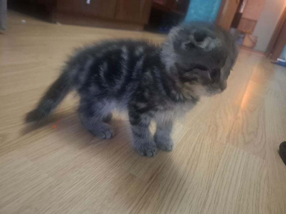 Котята вислоухие